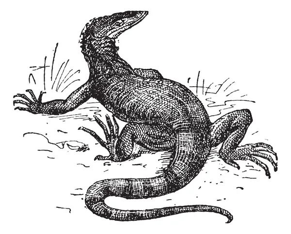 Monitor lizard, vintage engraving. — Stock Vector