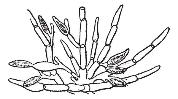 Kelp (fucus serratus), antika gravür. — Stok Vektör