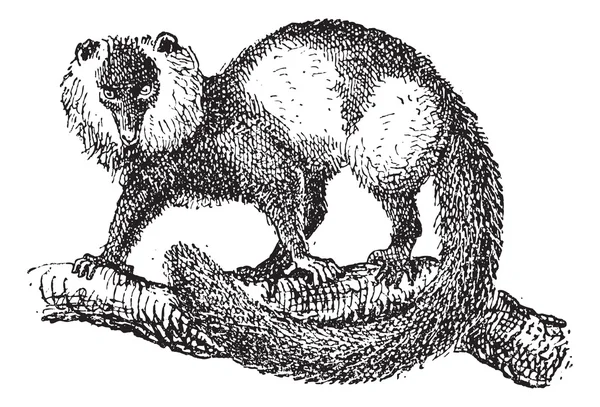 Lémure-ruffed preto-e-branco (Varecia variegata), gravura vintage —  Vetores de Stock