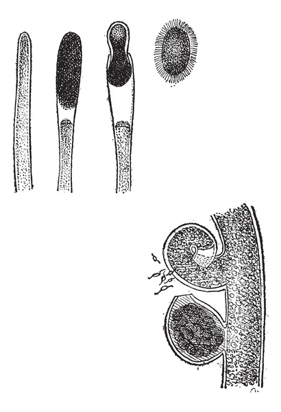 Vaucherie fig 1. formación de la espora. fig. 2. Formación de la — Archivo Imágenes Vectoriales