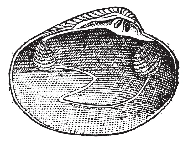 Veneridae veya venerids, antika gravür. — Stok Vektör