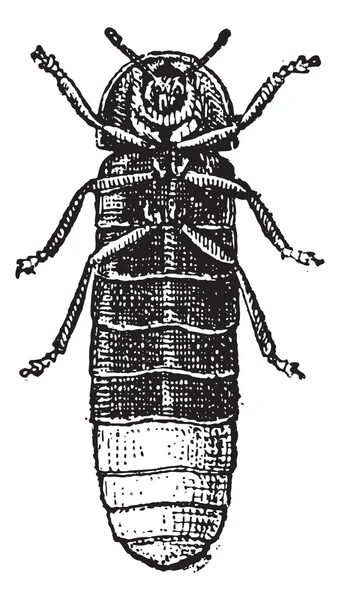 Glühwürmchen oder Lampyris noctiluca, Vintage Gravur — Stockvektor