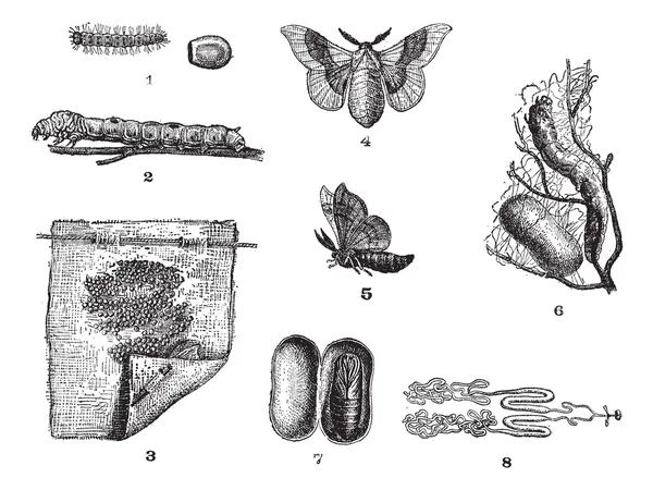 Silkworm ou Bombyx mori, gravura vintage — Vetor de Stock