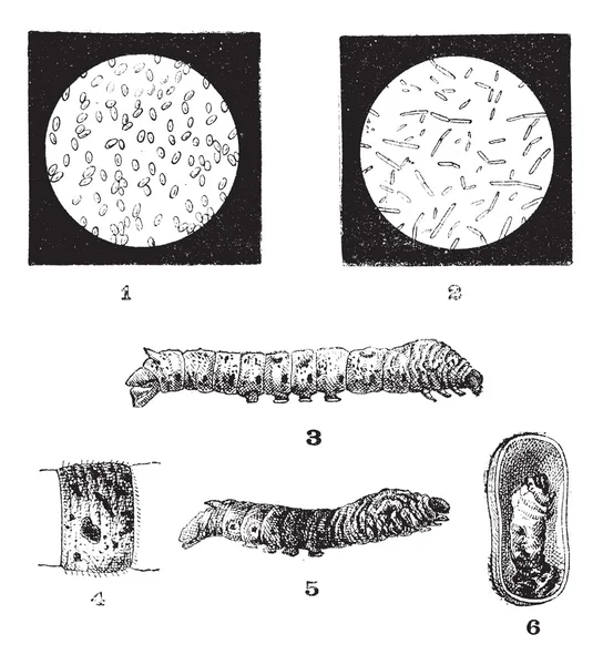 Enfermedades de los gusanos de seda, grabado vintage — Vector de stock