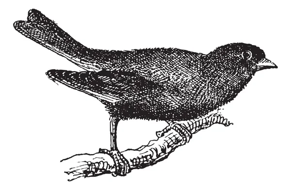 Grünfink oder Carduelis chloris, Vintage-Gravur — Stockvektor