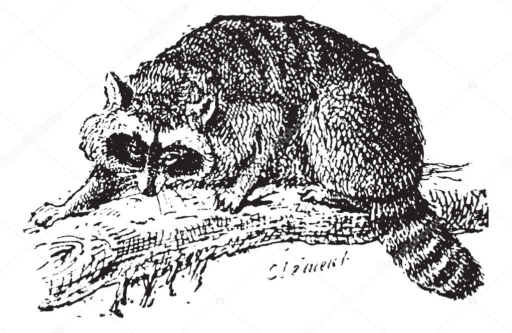 Raccoon or Common Raccoon, vintage engraving.