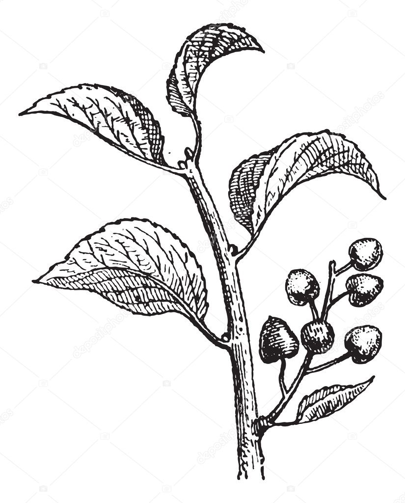 Saint Lucie Cherry or Prunus mahaleb, vintage engraving