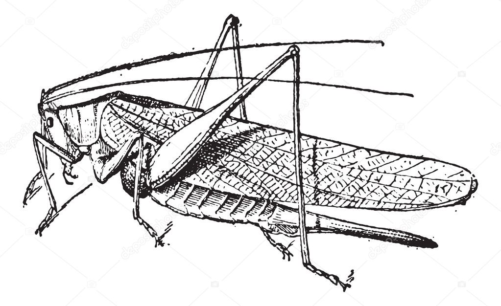 Grasshopper vintage engraving