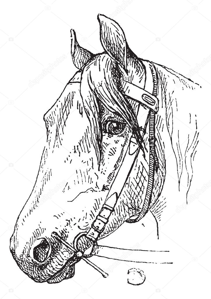 Horse Headcollar and Bit Mouthpiece, vintage engraving