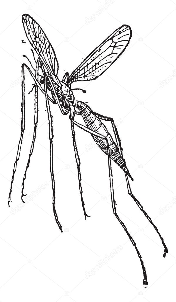 Crane fly or mosquito hawk, vintage engraving.
