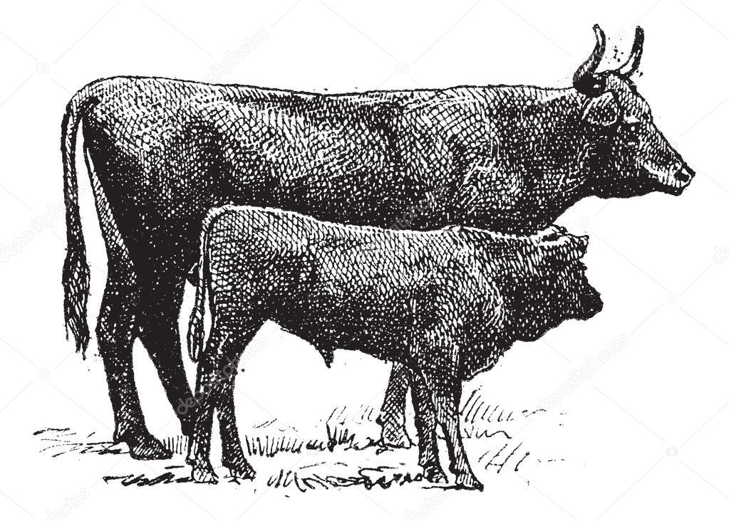 Auvergne cattle breed, vintage engraving.