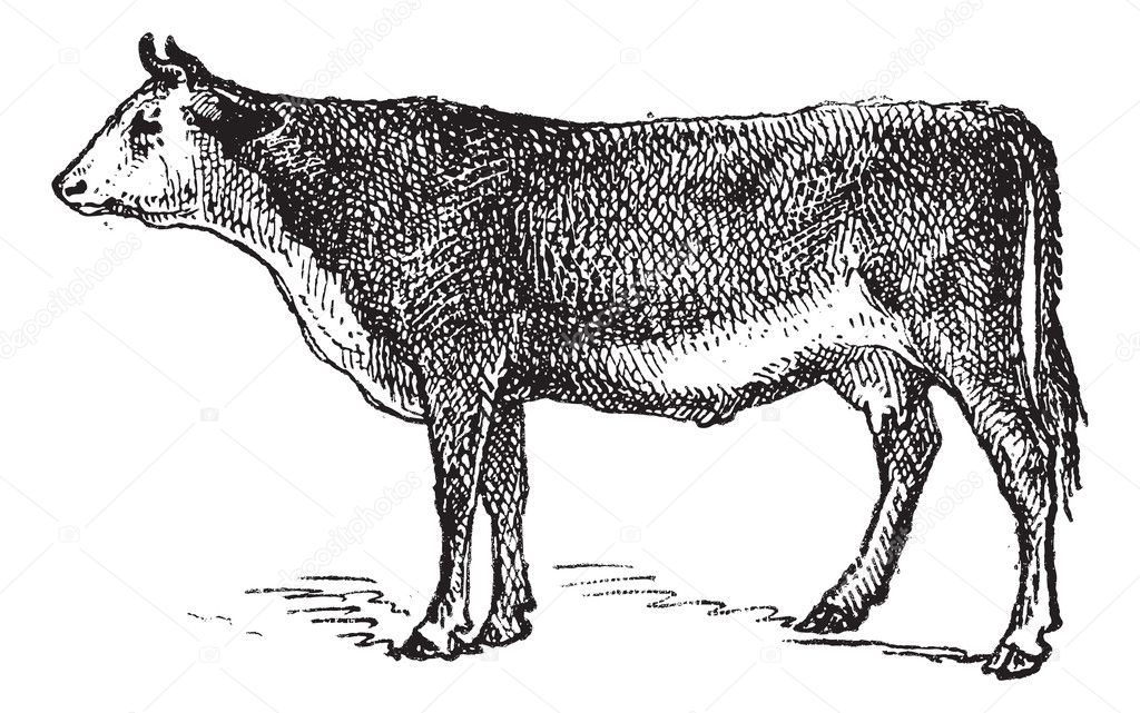Vosges cattle breed, vintage engraving.