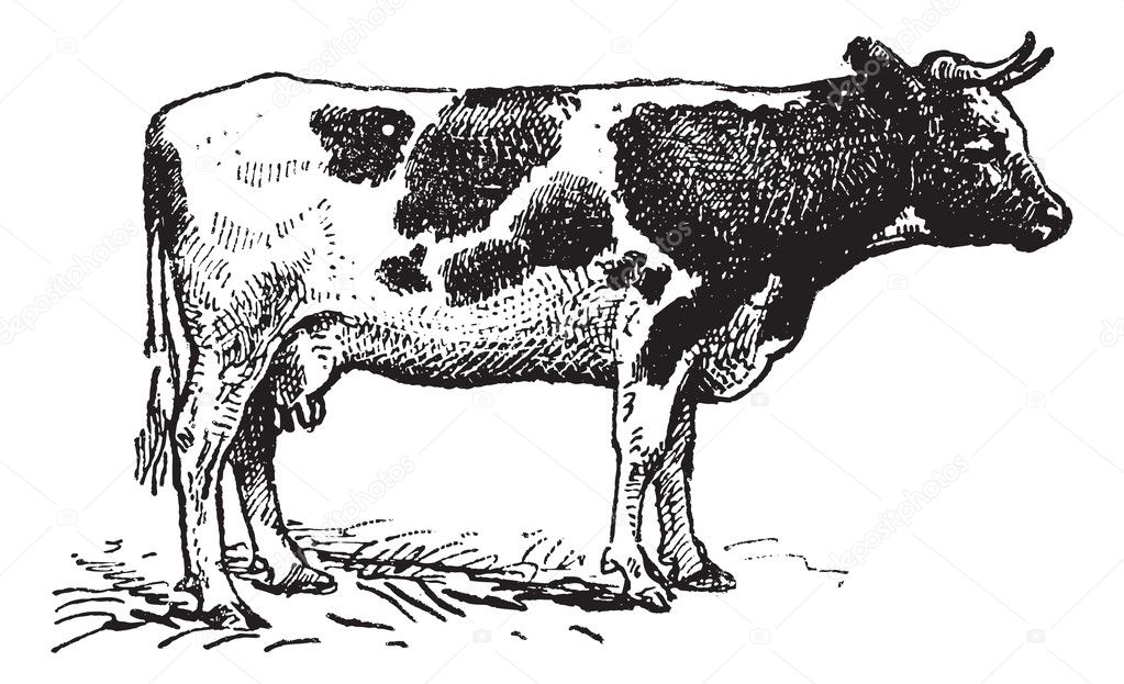 Dutch cattle breed, vintage engraving.