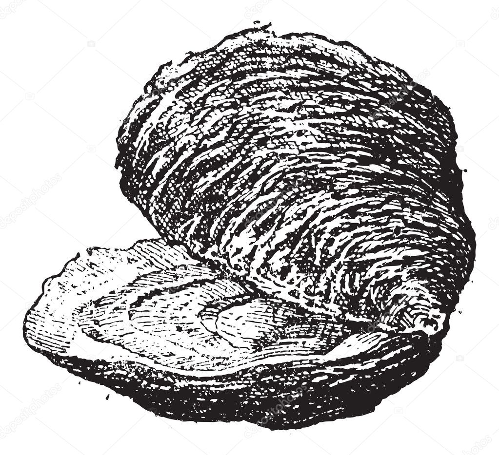 Oyster (bivalve mollusc), vintage engraving.