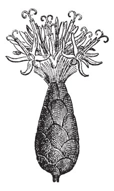 ironweed veya vernonia sp., antika gravür