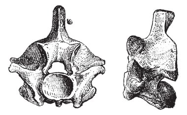 Reptile Vertebrae, vintage engraving clipart