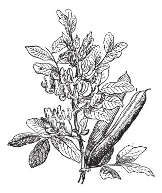 Fava Bean or Vicia faba, vintage engraving clipart