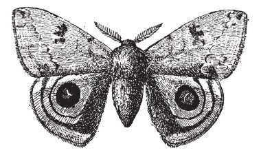 Avrupa tavus kuşu veya tavus kelebeği, antika gravür.