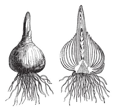 sümbül bütün soğan, sümbül kesilmiş soğan, antika gravür.