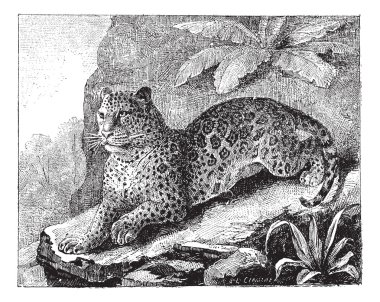 Jaguar, vintage engraving. clipart