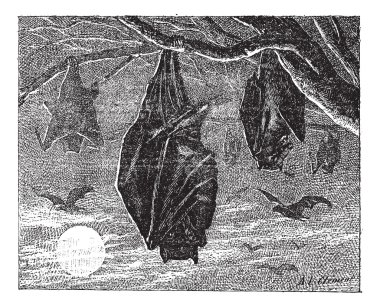 kalong veya büyük uçan tilki (pteropus vampyrus), vintage engravin