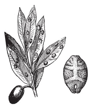 Kermes with olive, vintage engraving. clipart