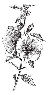 Hibiscus (hisbiscus syriacus), vintage engraving. clipart