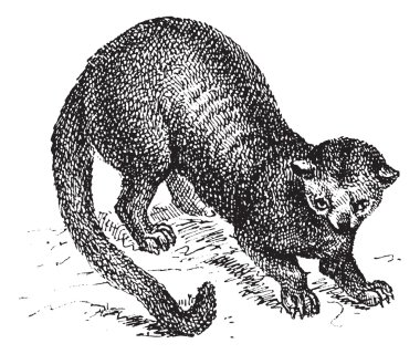 Kinkajou (Potos flavus) or honey bear, vintage engraving. clipart