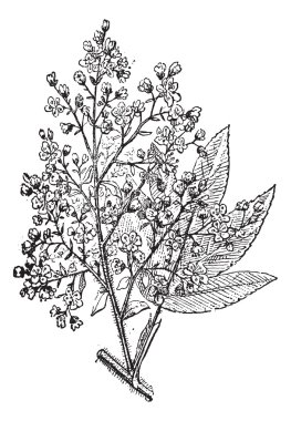 Brayera or cusso, vintage engraving. clipart