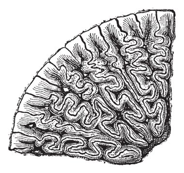 labyrinthodontia, bölüm bir diş antika gravür.