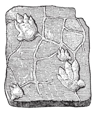 labyrinthodontia, ayak izi, antika gravür.