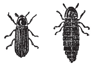 Firefly or Lampyridae, vintage engraving clipart