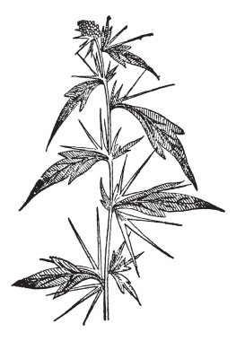 Cockleburs (Xanthium), vintage engraving. clipart