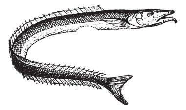 lancetfish veya alepisaurus sp., antika gravür