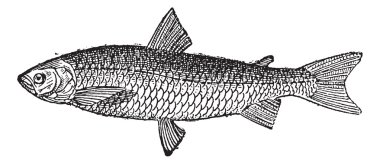 European Whitefish or Coregonus lavaretus, vintage engraving clipart