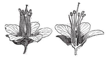Logwood or Haematoxylum campechianum, vintage engraving clipart