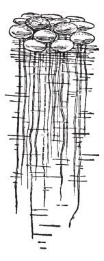 duckweed veya lemna minor, vintage oyma