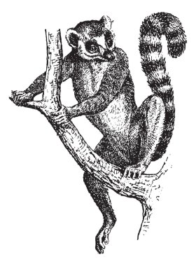 Ring-tailed Lemur or Lemur catta, vintage engraving clipart