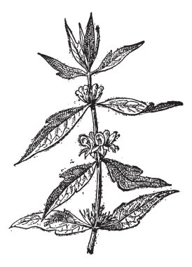 Motherwort or Leonurus cardiaca, vintage engraving clipart