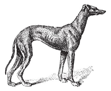 Greyhound, vintage engraving clipart