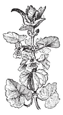 Ground Ivy or Glechoma hederacea, vintage engraving clipart