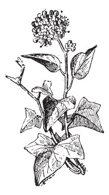 Ivy or Hedera sp., vintage engraving clipart