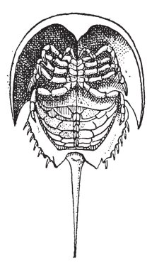 Horseshoe Crab or Limulidae, vintage engraving clipart