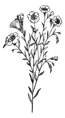 Flax or Linum usitatissimum, vintage engraving clipart