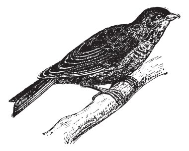 ketenkuşu veya carduelis cannabina, antika gravür