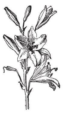 Lily veya lilium sp., antika gravür