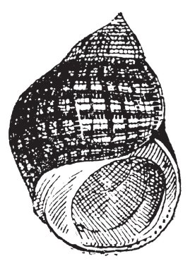 Periwinkle or Littorina sp., vintage engraving clipart
