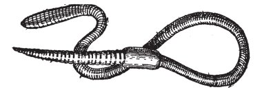 solucan veya lumbricus terrestris, antika gravür