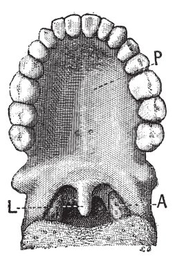 The palatine uvula or uvula, vintage engraving. clipart