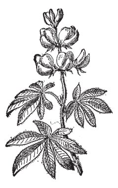 Lupinus or lupins, vintage engraving.